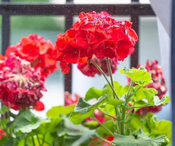 Aresti Old Town By Living *