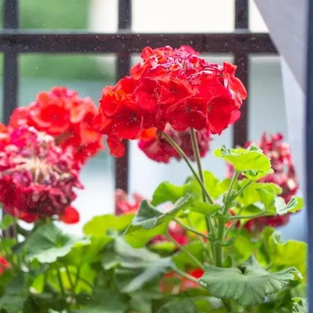 Aresti Old Town By Living *