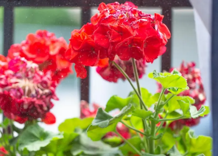 Aresti Old Town By Living Більбао